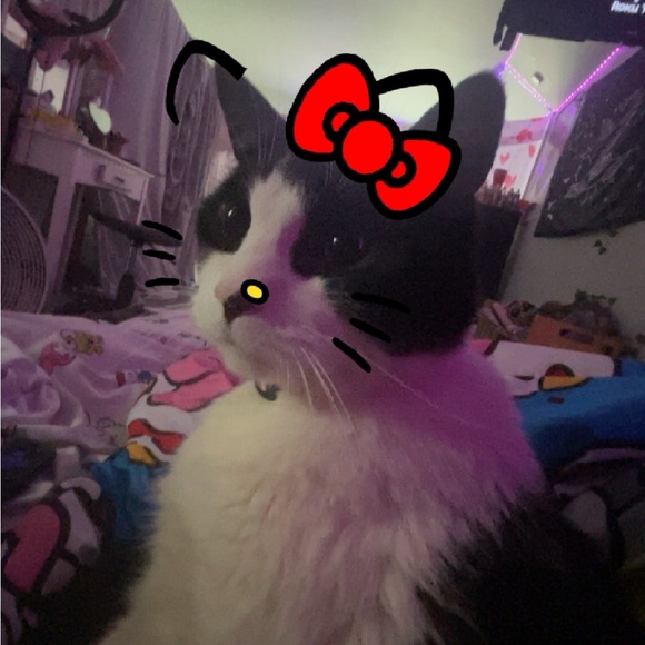 cats417